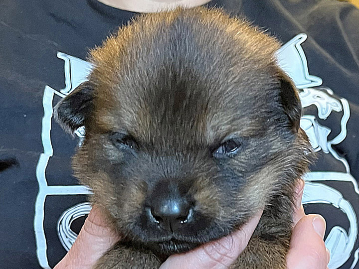 chinook puppy